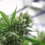 Critical Cure