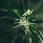 Sour diesel