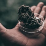 Runtz marijuana strain
