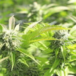 Runtz strain