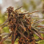 Sour diesel