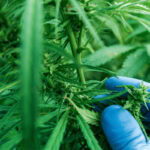Runtz feminized strain