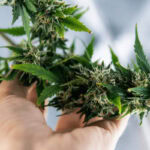 Gushers cannabis