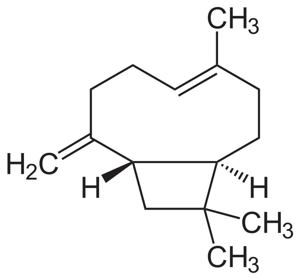 Beta Caryophyllen terpene