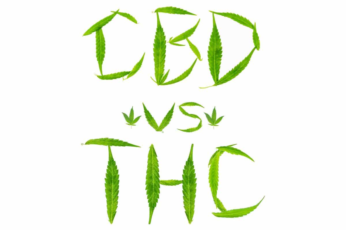 CBD vs THC guide