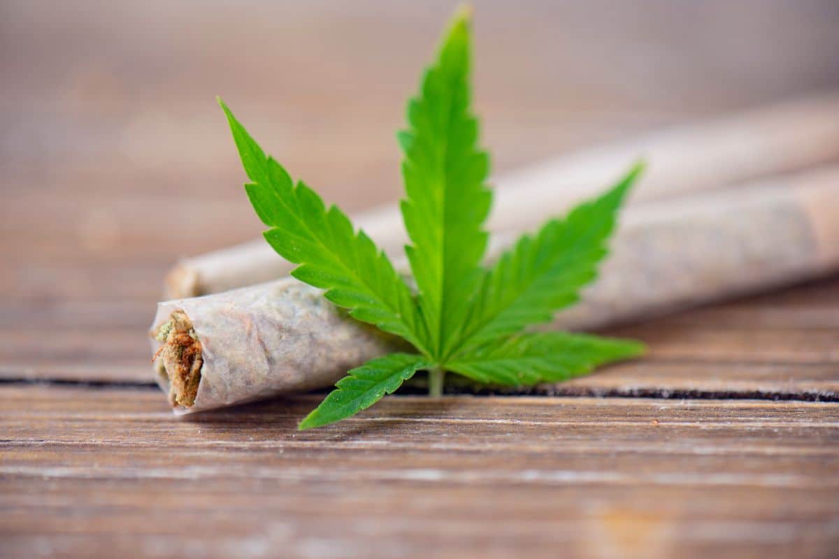Cannabis pre roll and a cannabis leaf Cannabis pre roll and a cannabis leaf