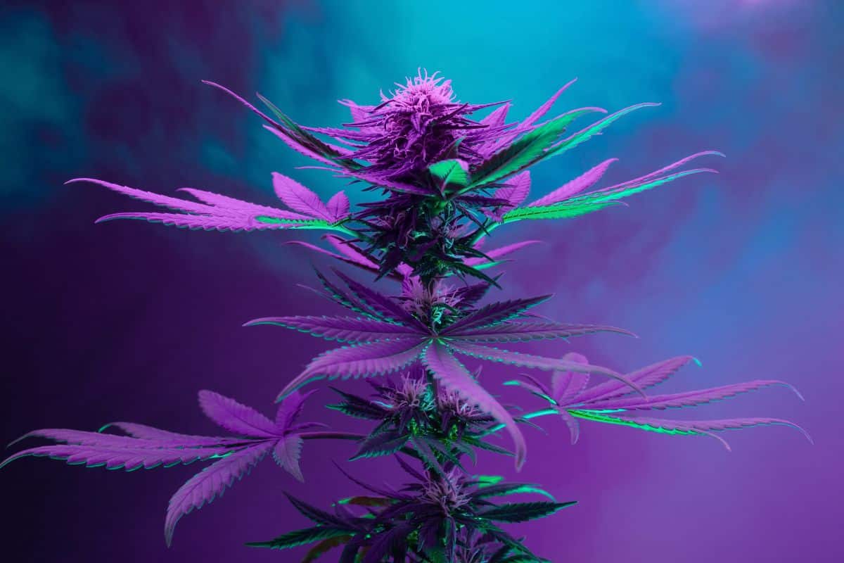 Very potent marijuana strain Very potent marijuana strain