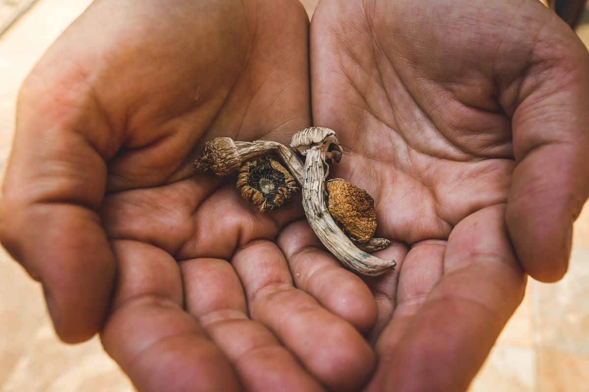 A guy preparing before his shroom trip