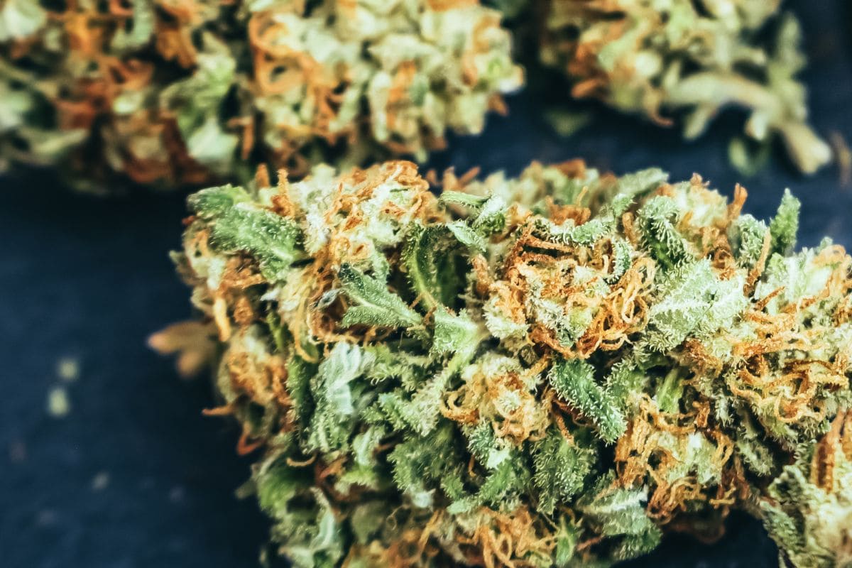 Blueberry Gelato Cannabis Strain