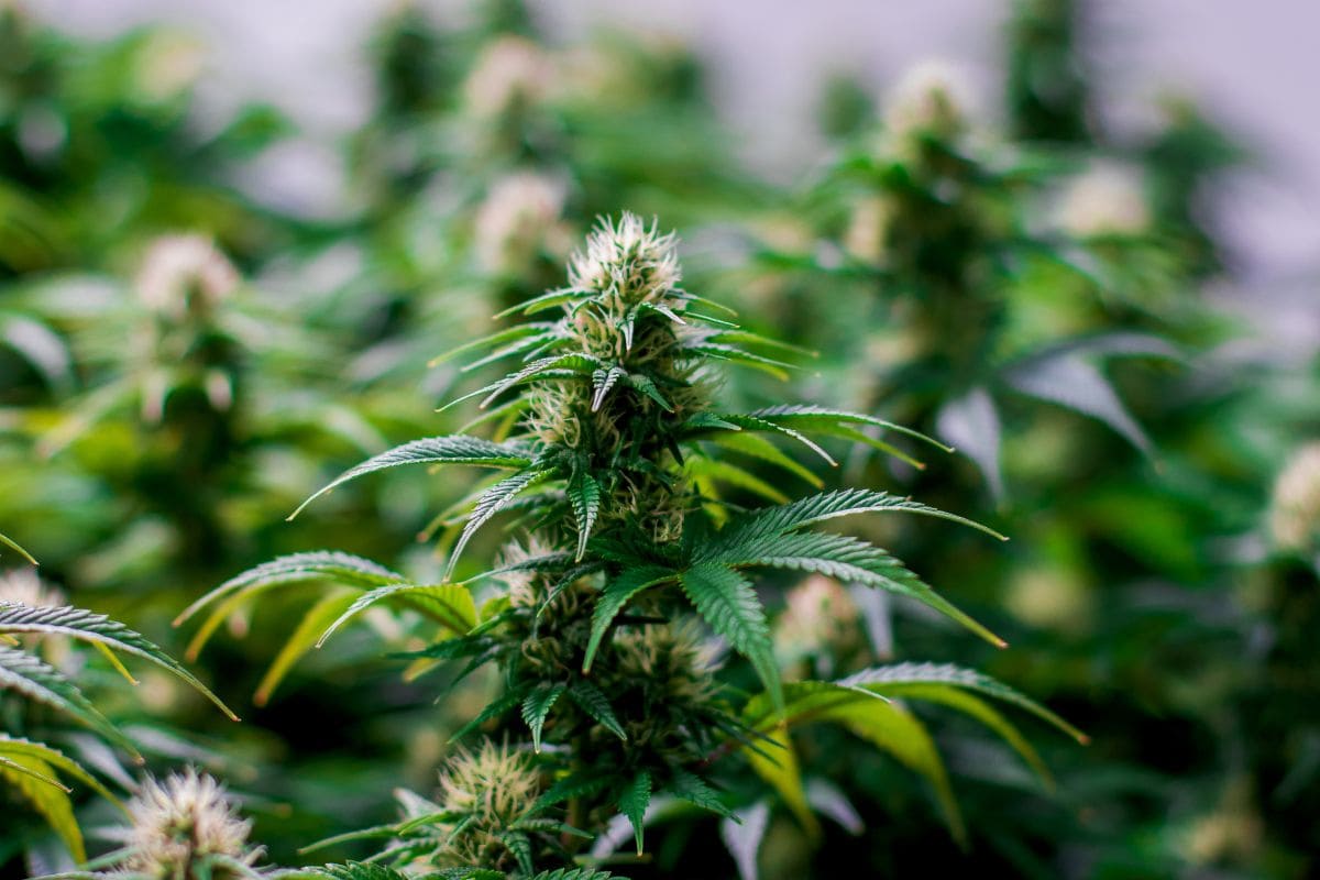 A cannabis plant with THC and TAC content
