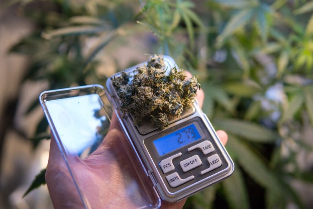 A person weighing Zaza high-quality cannabis flower